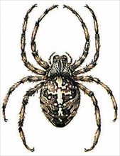 Cross spider (Aranea diadema)