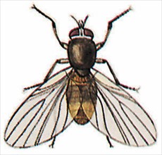 Black fly (diptera)
