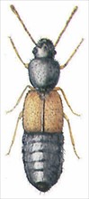 Rove beetle (family: Staphylinidae, genus: Bledius)