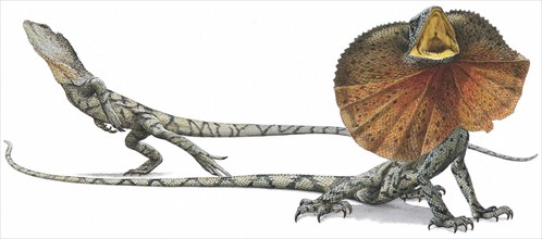 Lézard à collerette (Chlamydosaurus kingii)