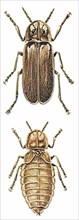 Lightningbugs (Lampyridae)