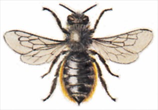 Red Mason Bee (Osmia rufa)