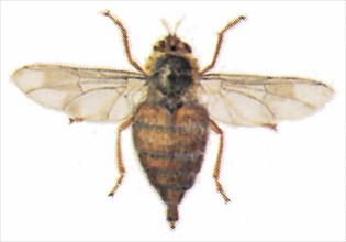 Horse bot fly (Gasterophilus intestinalis)
