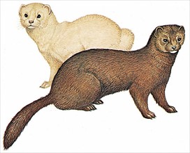 In the foreground: European mink (Mustela lutreola), ; in the backgroung : American mink (Mustela vison)