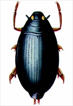 Aquatic coleoptera