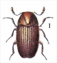 Drugstore beetle (Stegobium paniceum)