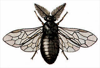 Pine sawfly (Diprion pini)