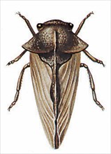 Centrote cornu (Centrotus cornutus)