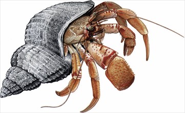 Hermit crab (Paguridae)