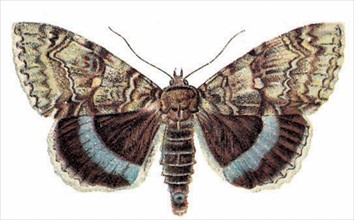 Clifden Nonpareil moth (Catocala fraxini)