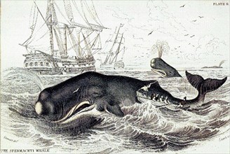 Sperm whale hunting in the 19th century