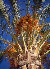 Datte palm (Phoenix dactylifera) with fruits