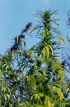Hemp (Cannabis sativa var. indica)