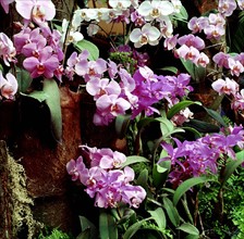 Phalaenopsis orchid, hybrid