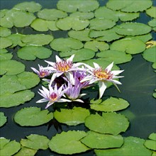East African water lily (Nymphaea spec.)