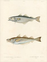 Common whiting and Greenland Gade