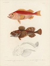 Northern Redfish and Scorpionfish