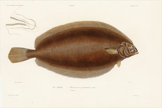 Pole Flounder