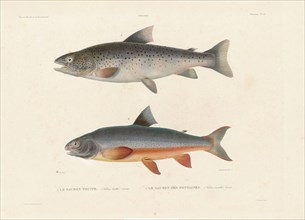 Sea trout and Brook trout