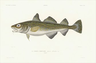 Atlantic cod