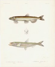 Pacific Capelin and Smelt