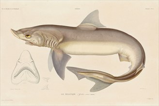 Tope shark