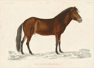 Cheval d'Islande