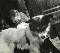 Le Cirque Fanni à la Foire du Trône, vers 1948