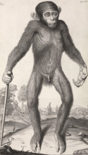 Chimpanzé
