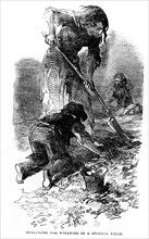 Social conditions: famine and misery. Hunting for potatoes in a field during the Great Famine