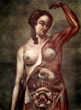 Gautier d'Agoty, Woman's Anatomy