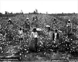 Travail dans un champ de coton en Géorgie