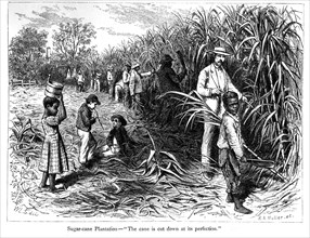 Scène dans une plantation de canne à sucre