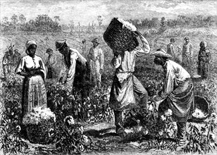 Une plantation de coton