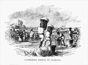 Cotton picking in Georgia