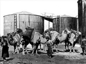 Oil transportion on camelback in Caucasus