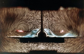 Airflow study, in the hydrodynamics tunnel of the l'O.N.E.R.A. (French National Aerospace Research Establishment) of the Concorde. Cross-section of the trailing edge, in landing configuration