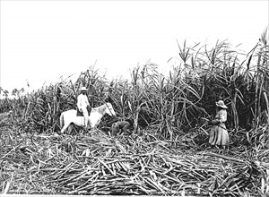 Harvest of sugar cane in a plantation