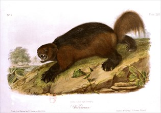 Quadrupeds from North America: the wolverine