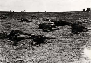 Dead German soldiers in Enepilly, 1914