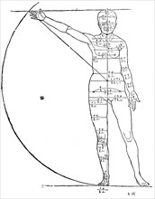 Proportions of a woman