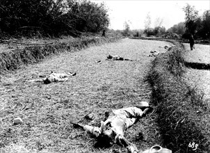 The Philippines War: corpses of insurgents
