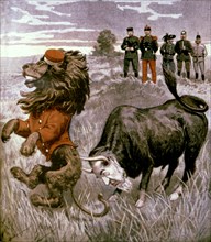 Caricature, "Le lion anglais et le taureau Boers"