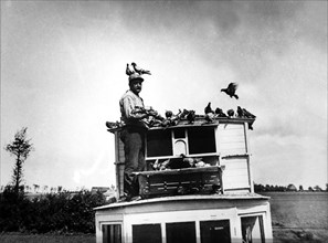 Military pigeon house car: Pigeons and French pigeon fancier soldier in Alveringh