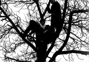 Emeutes à Paris, manifestants dans un arbre, 1934