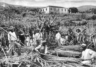 Madeira, sugar cane plantation
