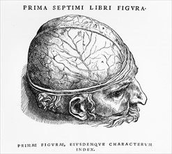 Dissection study of the first layer of the brain