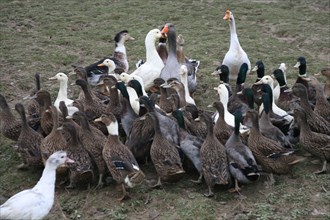 Geese and ducks