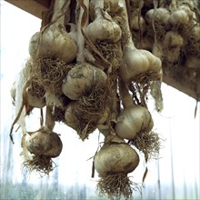 Garlic pods