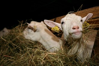 Goats eating hay